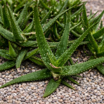Aloe Mitriformis - výška 15-25 cm, kont. C5L